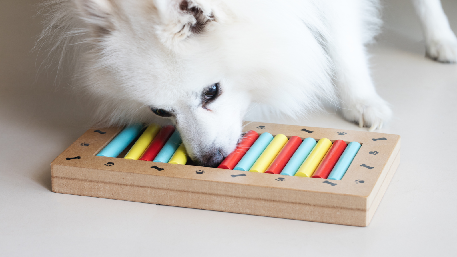 indoor games for dogs