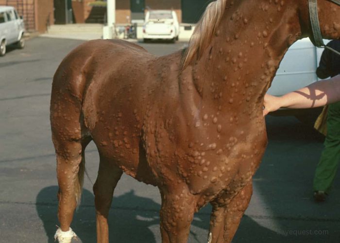 Hives in Horses