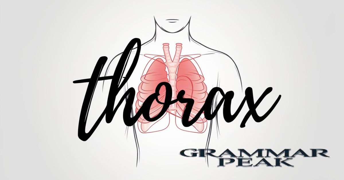 Origins of the Word “Thorax”