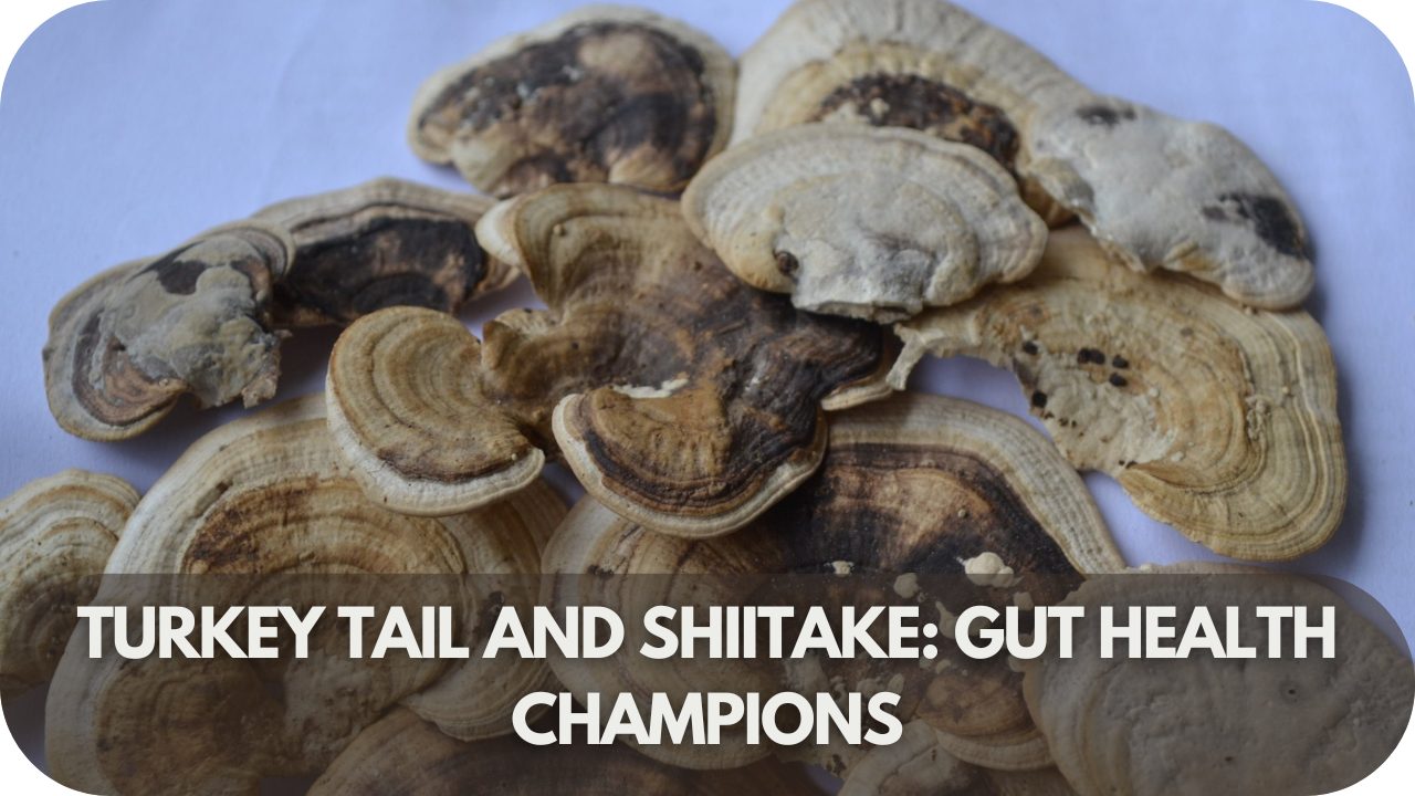 Turkey Tail and Shiitake mushrooms combined for powerful gut health support.