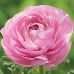 Ranunculus Flower