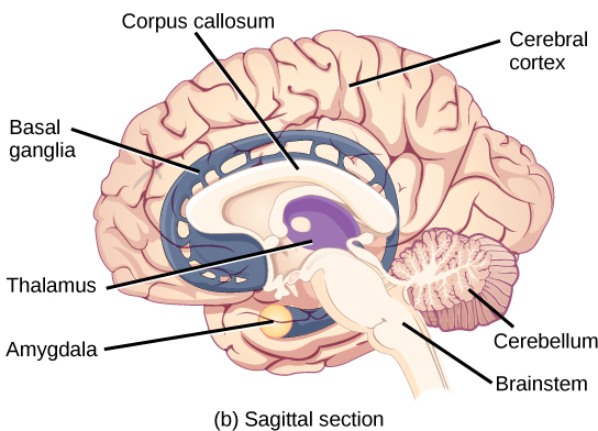 The corpus callosum in humans