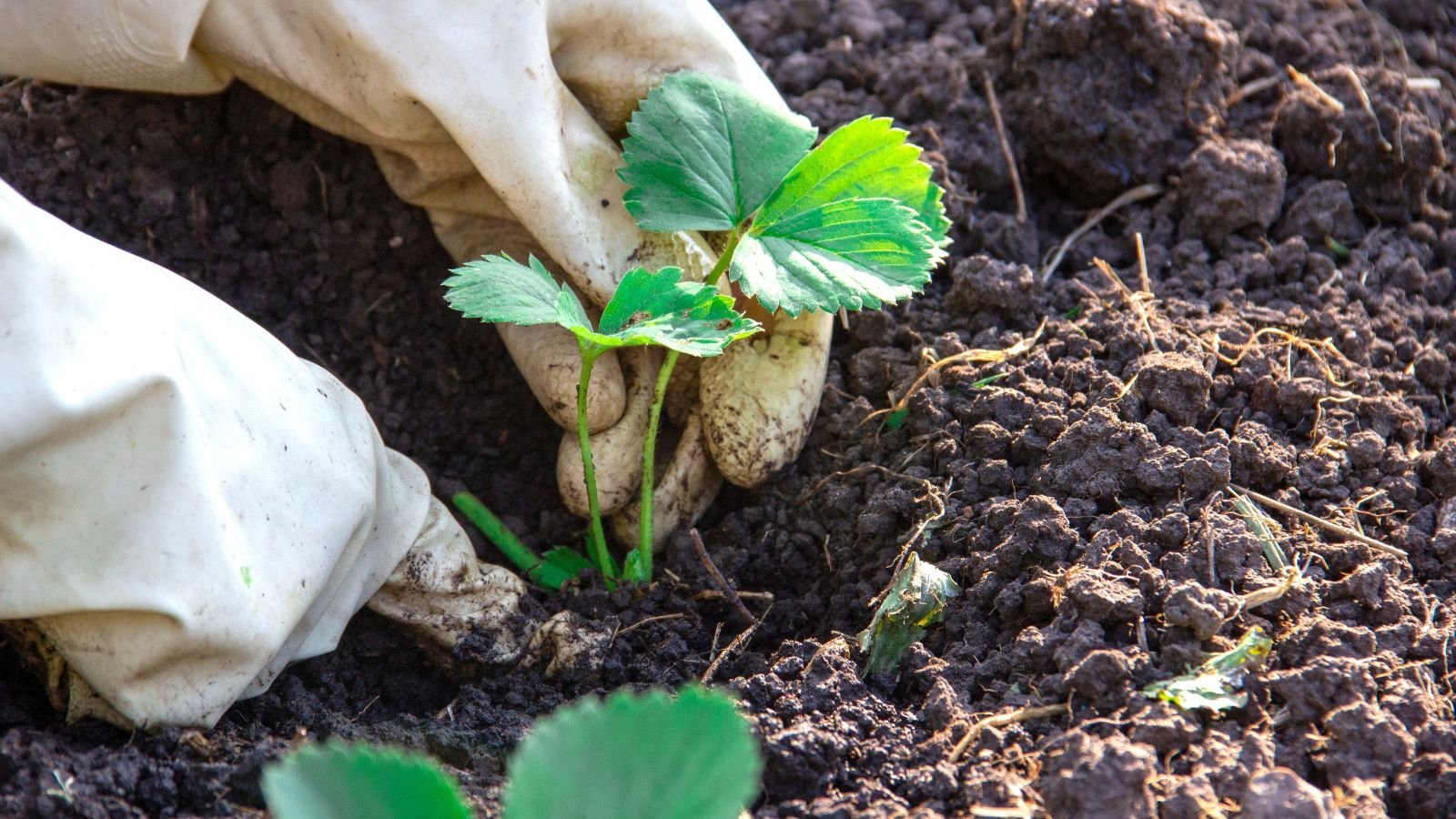 A person's hand in the process of transplanting a seedling of a fruit-bearing plant on soil ground in a well lit area outdoors