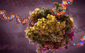 AcceGen MicroRNA Agomir/Antagomir