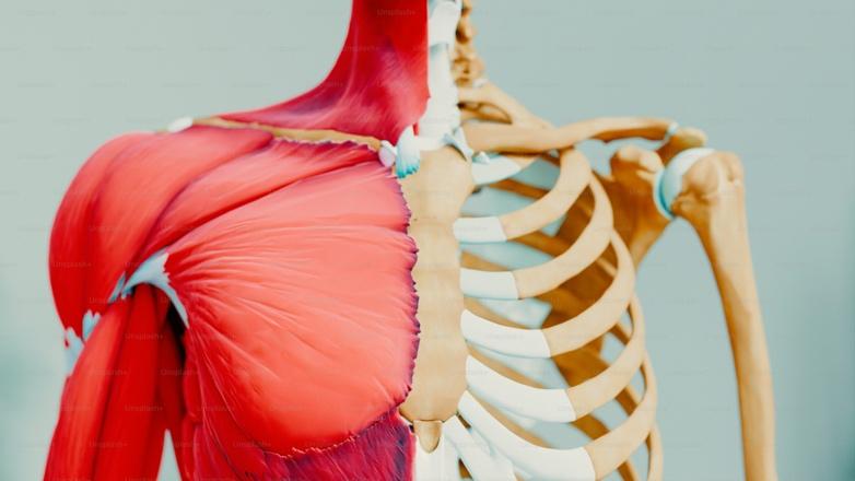 A model of the back of a human body