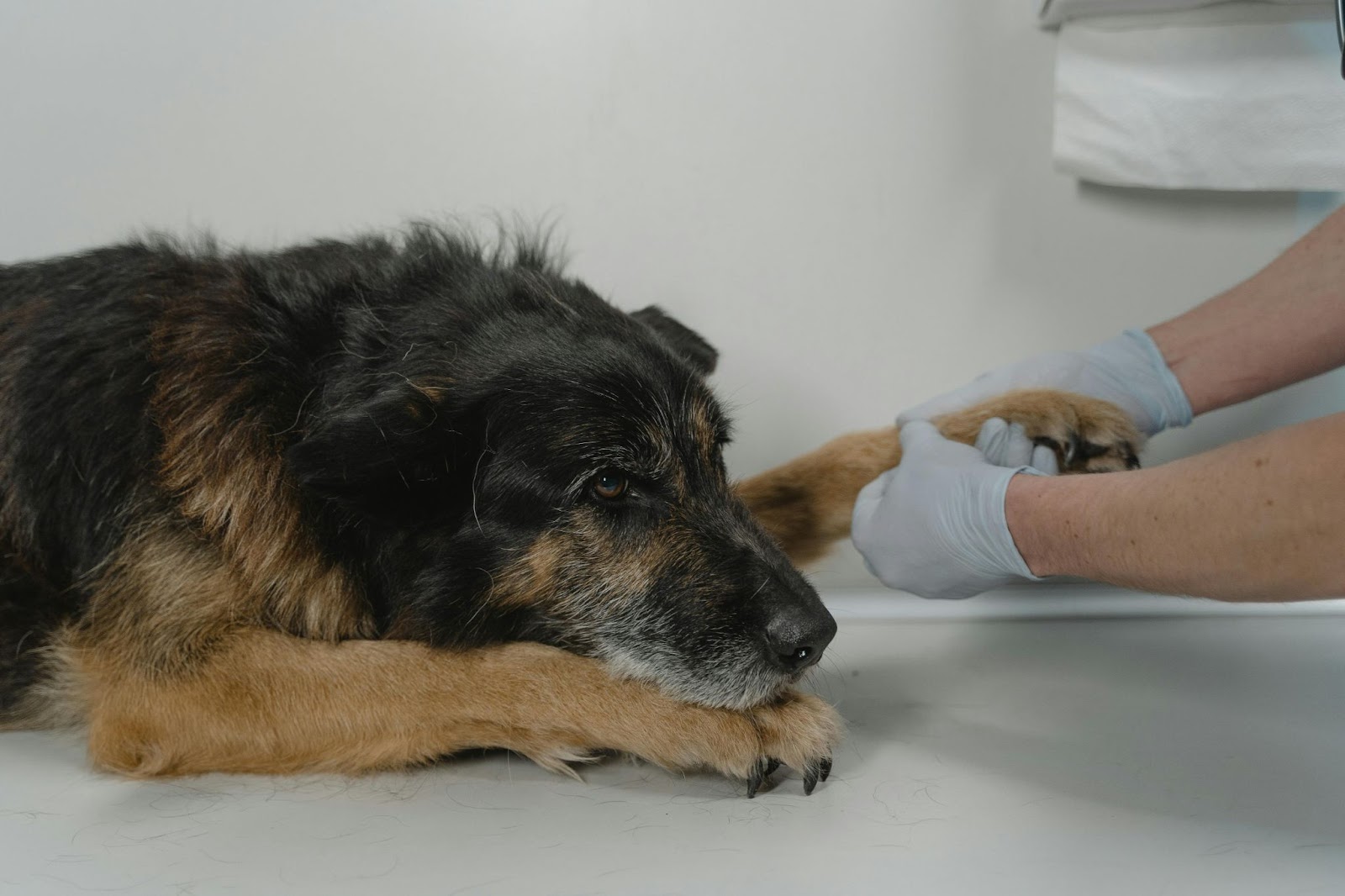 A Vet Holding the Paw of a Dog