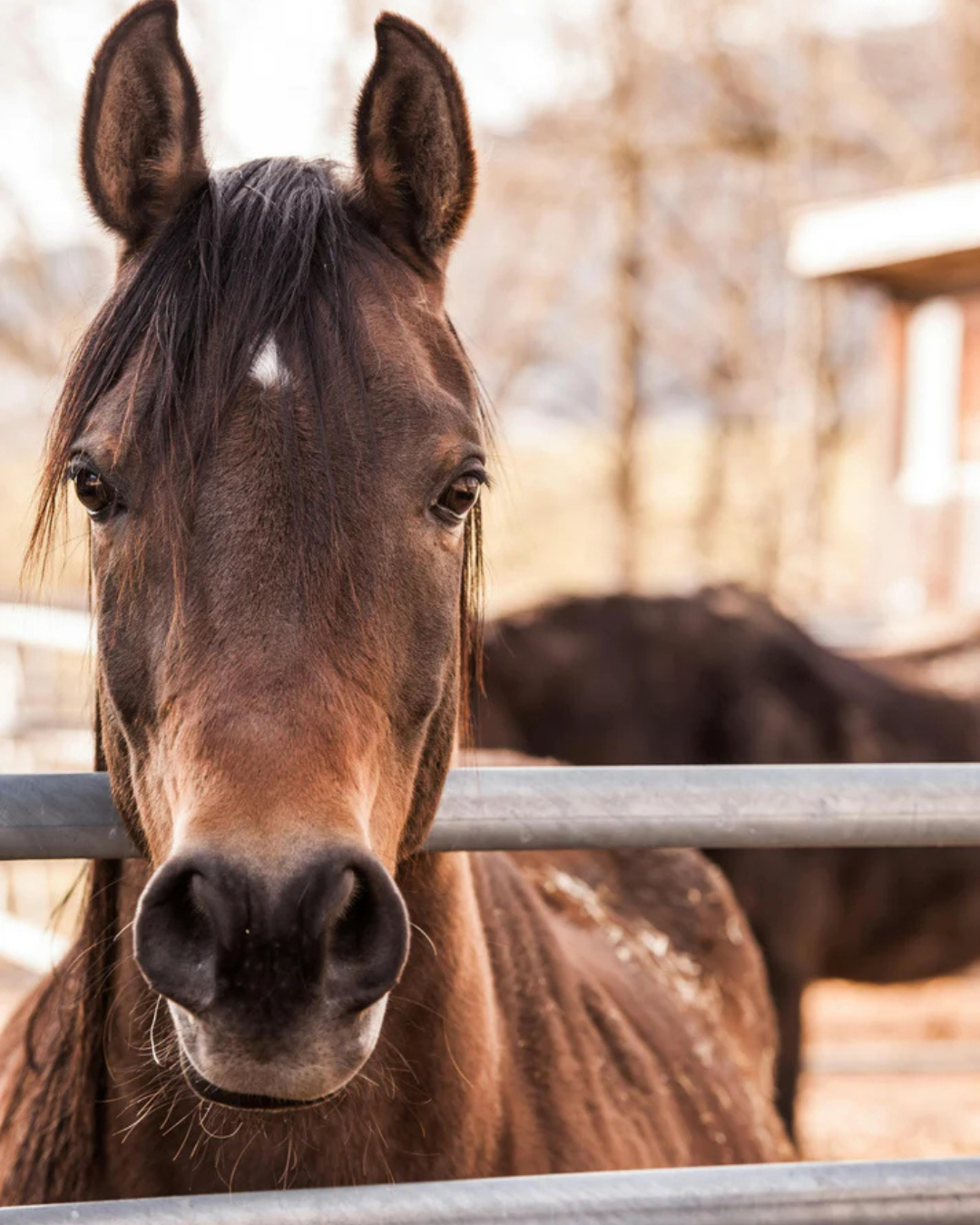 A horses head
