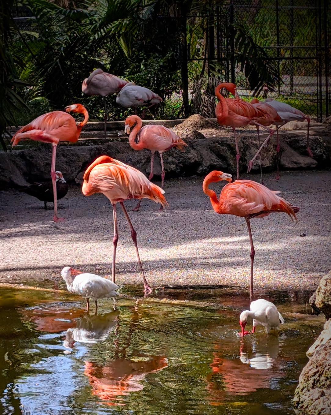 Flamingo Gardens