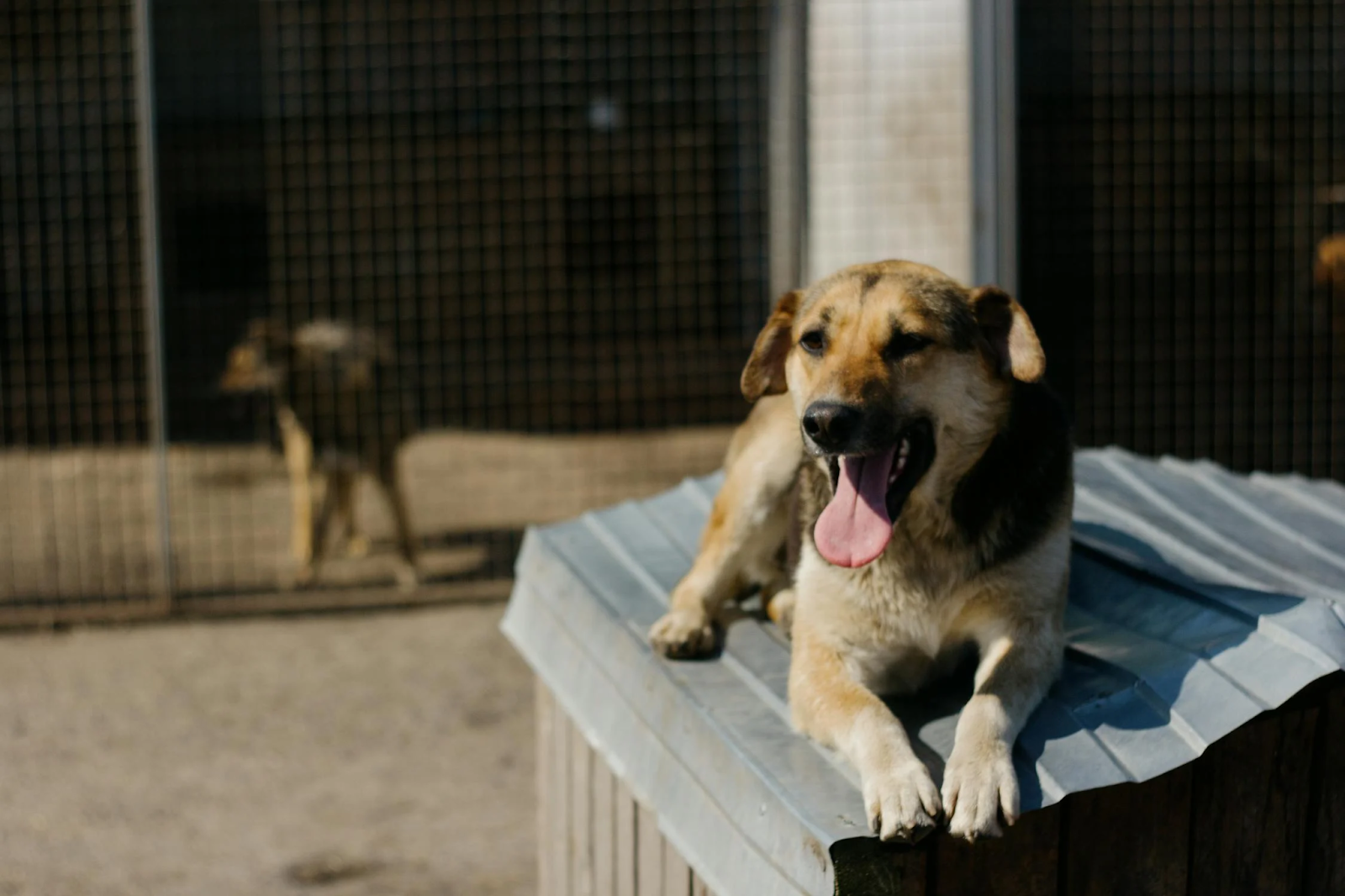 a photo of a brown dog