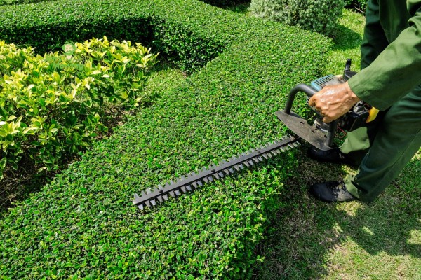 A man using an electric trimmer to trim his garden. Manual vs Electric Trimmer