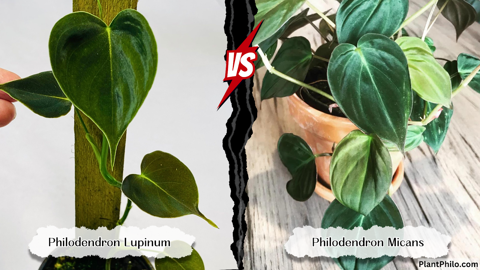 Philodendron Lupinum vs. Micans