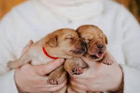 Imágenes de Perros Bebés | Descarga imágenes gratuitas en Unsplash