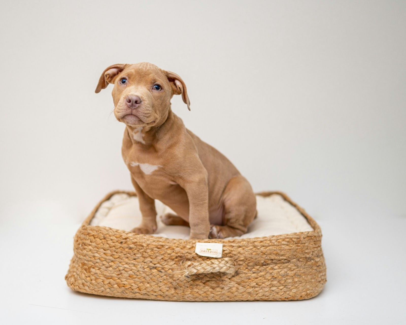 Tevreden hond rust op een bijtbestendig bed