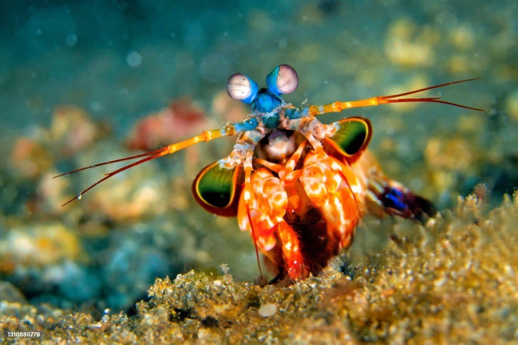 mantis shrimp care