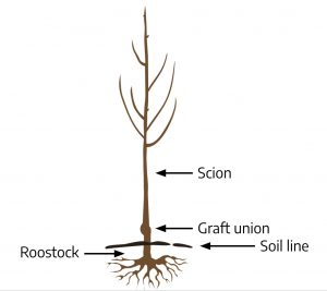 Science Behind Grafting