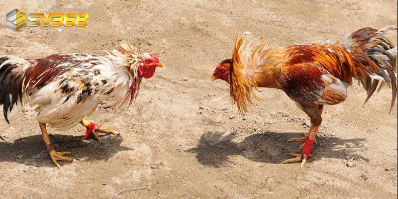 Xem đá gà Thomo SV368 trực tiếp uy tín