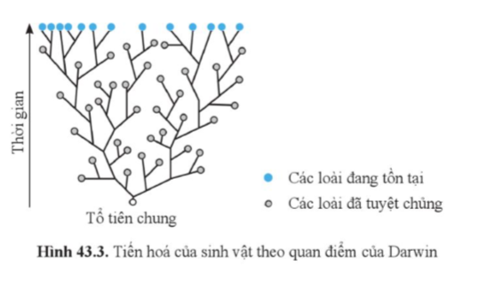 BÀI 43: CƠ CHẾ TIẾN HÓA