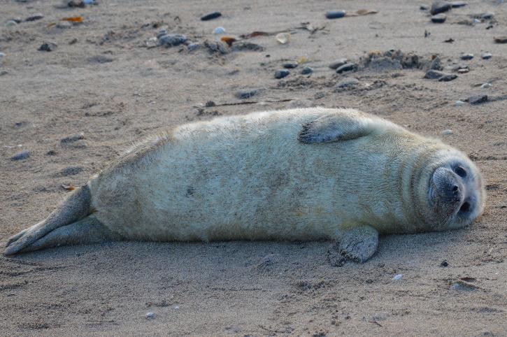 A seal lying on the sand

Description automatically generated