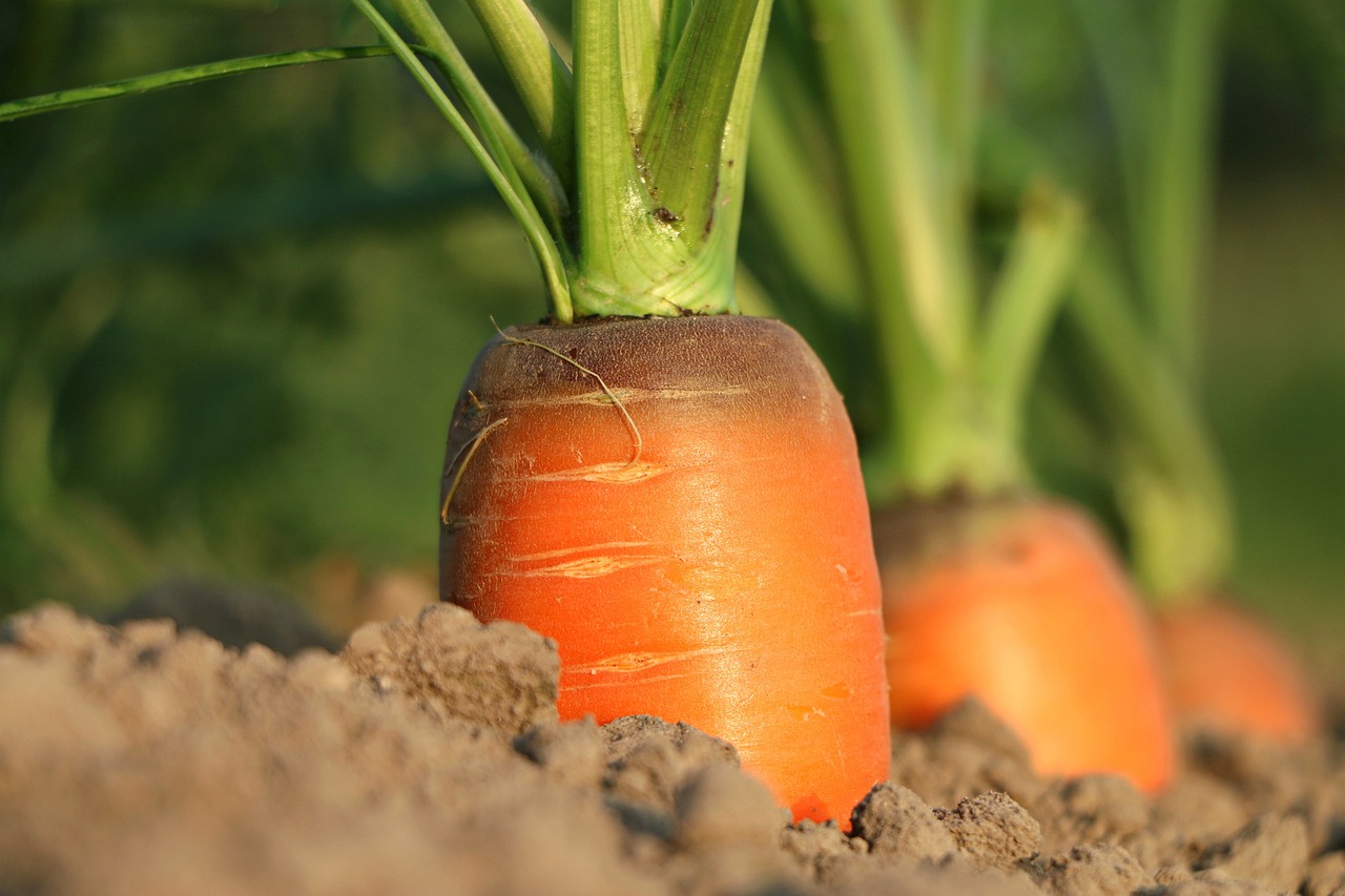 carrot vegetable seeds that need stratification