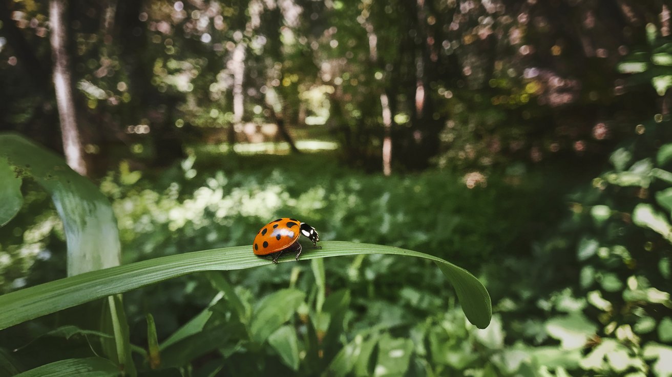 Ladybug Colors and Symbolism