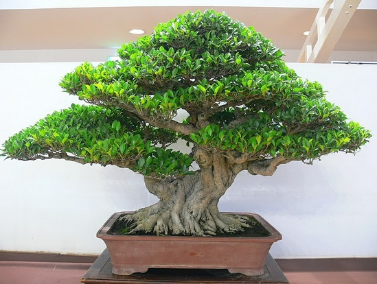 Cây Nguyệt Quế Bonsai