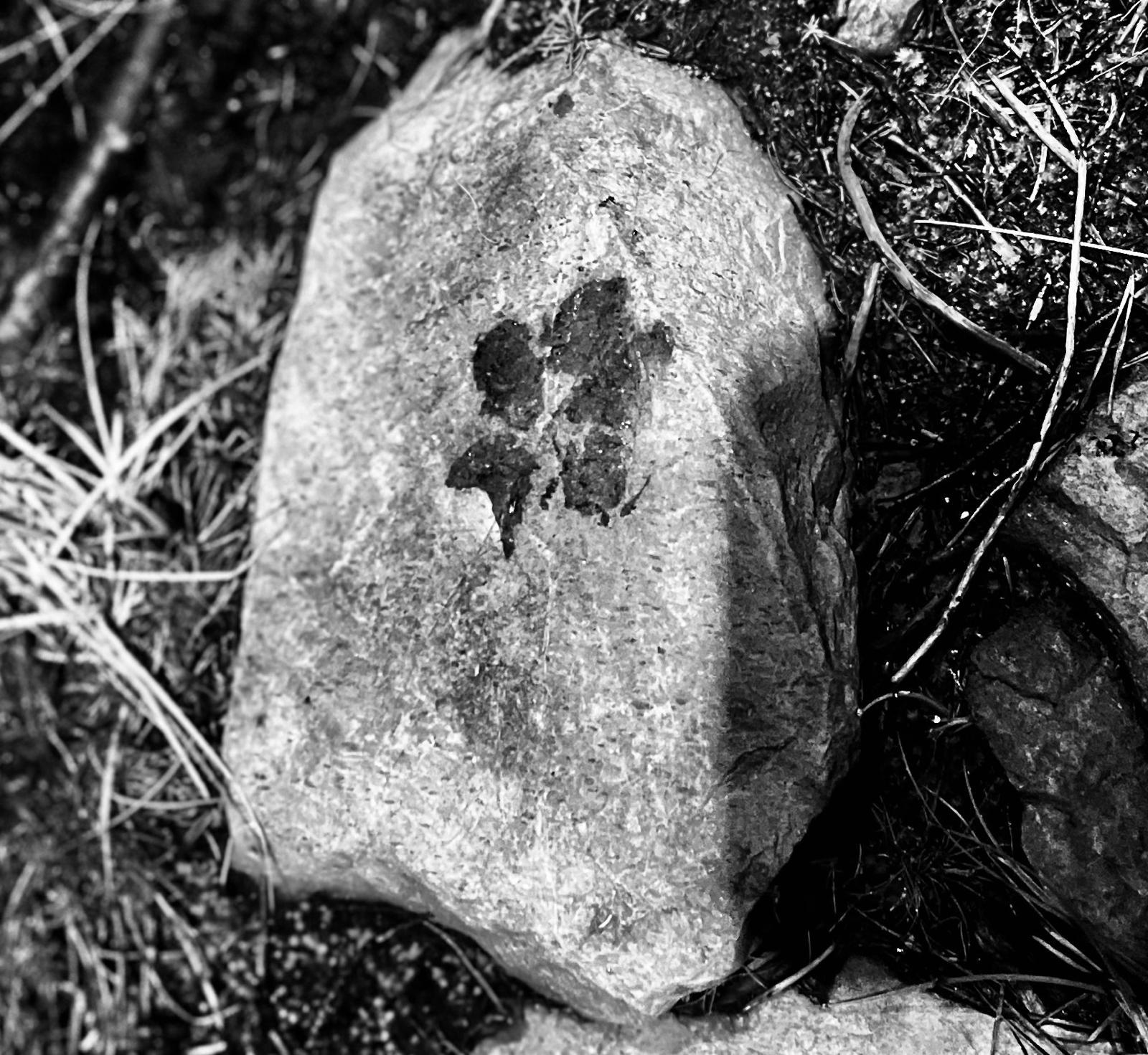 A black-and-white photo of a wet wolf footprint on a rock.