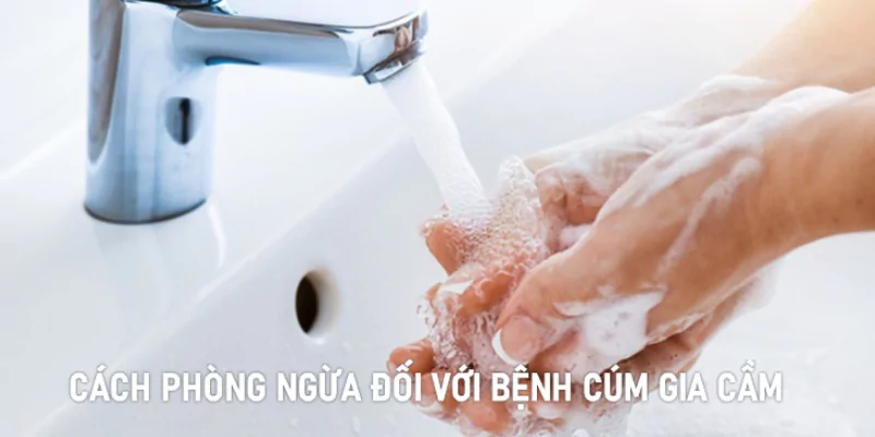 Cách phòng ngừa đối với bệnh cúm gia cầm