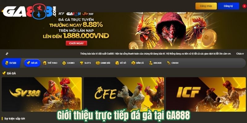 Giới thiệu trực tiếp đá gà tại GA888