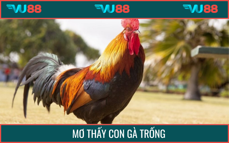 Mơ thấy con gà trống mang đến nhiều tầng ý nghĩa