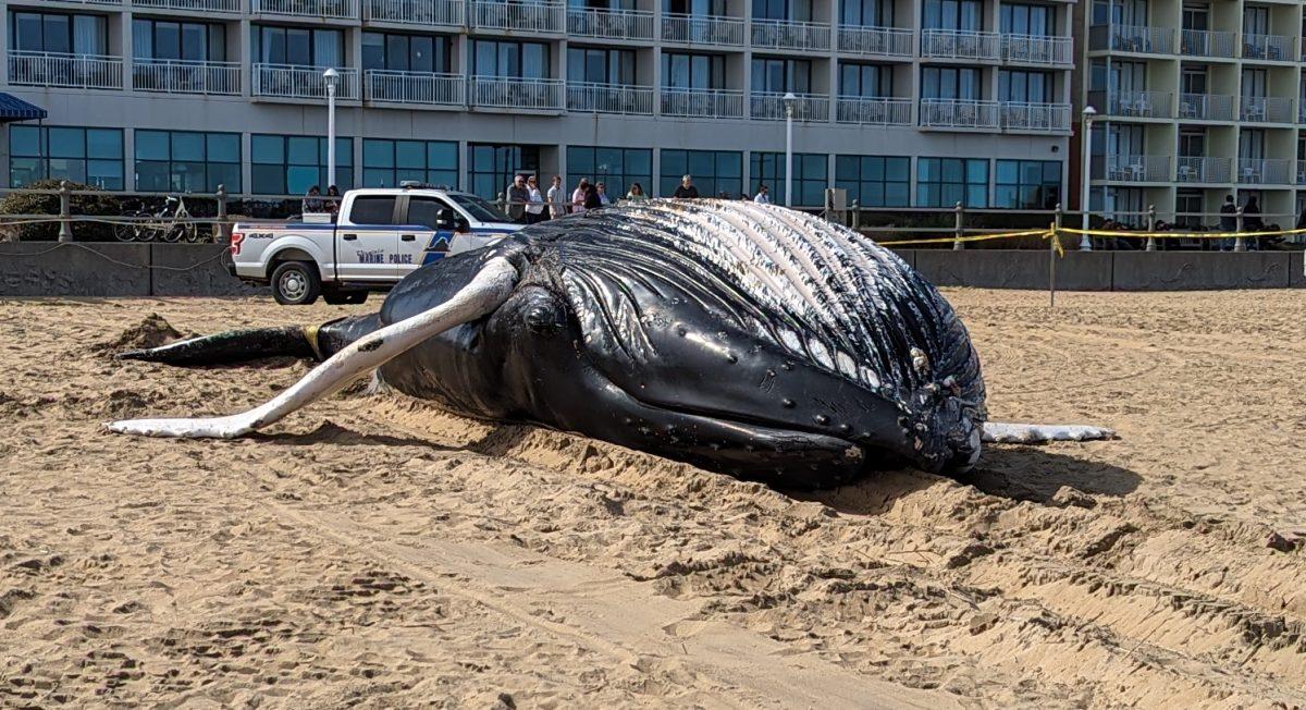 humpback whales virginia beach