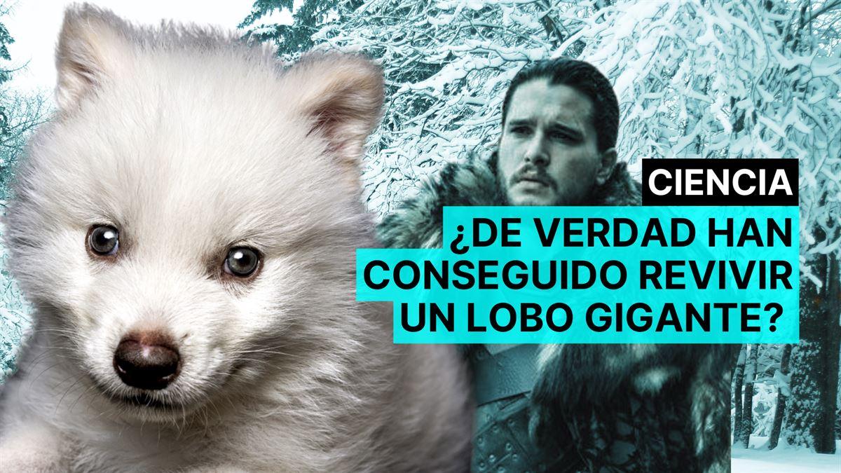 Cara de un perro

El contenido generado por IA puede ser incorrecto.