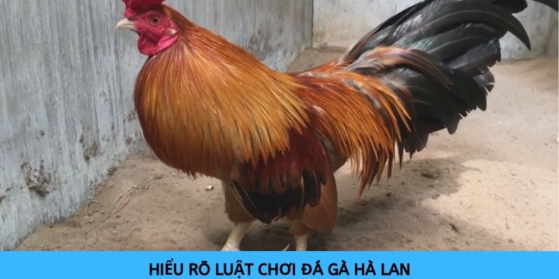 Phải hiểu rõ về luật chơi mới gia tăng tỷ lệ chiến thắng