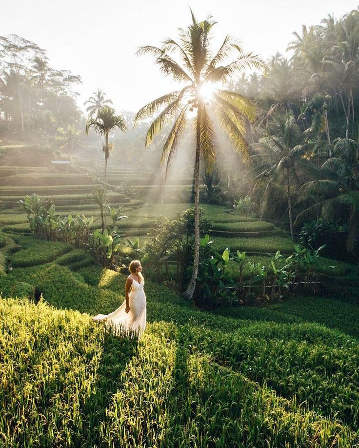 Rice Terrace