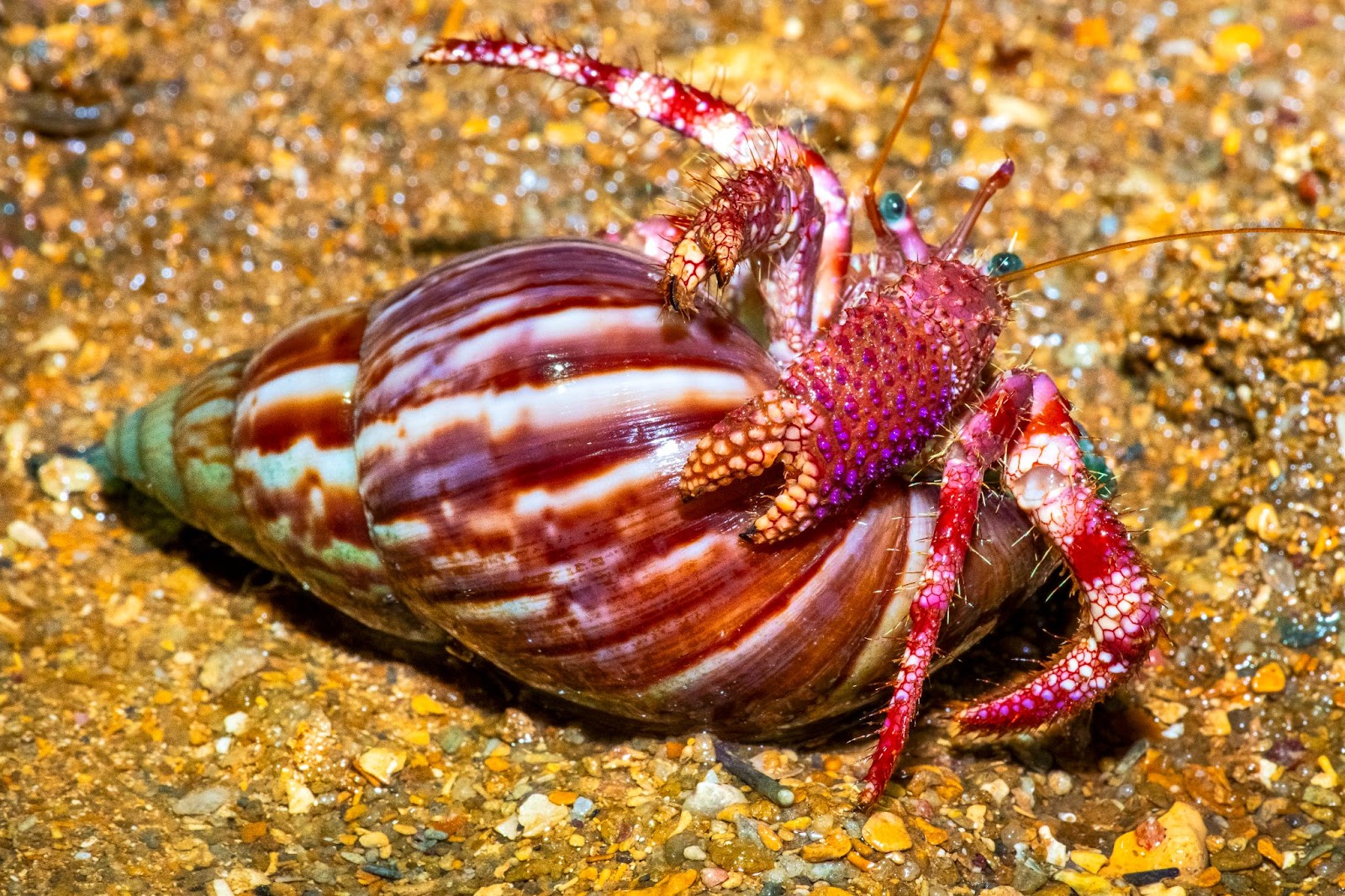 Caranguejo-hermitão caminhando pela praia, carregando sua concha