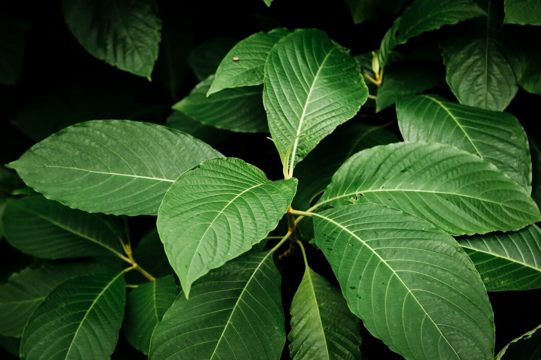 organic kava