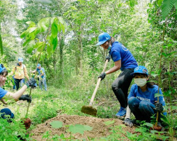 Chăm sóc cây rừng.olm