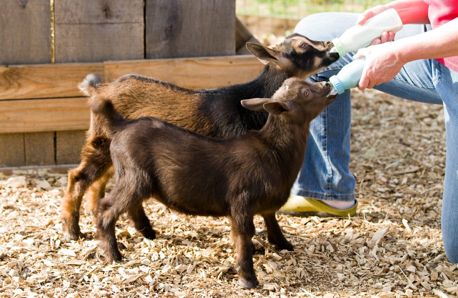 Kid Goat Bottle Feeding Position