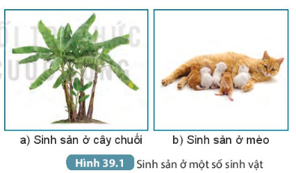 BÀI 39. SINH SẢN VÔ TÍNH Ở SINH VẬT MỞ ĐẦUCâu hỏi: Những ‘nhành cây’ với màu sắc rực rỡ trong hình bên là các tập đoàn san hô gồm hàng nghìn cá thể dính liền với nhau, được tạo thành nhờ hình thức sinh sản vô tính. Vậy sinh sản vô tính là gì?Đáp án chuẩn:Sinh sản vô tính là hình thức sinh sản không có sự kết hợp giữa giao tử đực và giao tử cái, cơ thể san hô con được tạo thành từ một phần của cơ thể mẹ.I. SINH SẢN LÀ GÌ?Câu hỏi: Quan sát hình 39.1 kết hợp kiến thức đã biết, hãy nêu khái niệm sinh sản và lấy ví dụĐáp án chuẩn:Sinh sản là quá trình tạo ra những cá thể mới, đảm bảo sự phát triển liên tục của loài. VD: Gà đẻ trứng.II. SINH SẢN VÔ TÍNH1. Khái niệmCâu 1: Quan sát hình 39.2 và 39.3, 39.4 kết hợp đọc thông tin trong mục II, đánh dấu X vào ô phù hợp theo mẫu bảng 39.1Đáp án chuẩn: Con sinh ra có sự kết hợp của giao tử đực và giao tử cáiCon sinh ra từ một phần cơ thể mẹCon có các đặc điểm giống hệt cơ thể mẹCon có những đặc điểm khác cơ thể mẹSinh sản ở trùng roi xx Sinh sản ở cây gừng xx Sinh sản ở thủy tức xx Câu 2: Dựa vào kết quả ở câu 1, em hãy nêu các đặc điểm của sinh sản vô tínhĐáp án chuẩn:Con sinh ra không có sự kết hợp của giao tử đực và cái, cơ thể con được tạo thành từ một phần cơ thể mẹ, con cái sinh ra giống nhau và giống cá thể mẹ.2. Các hình thức sinh sản vô tính ở thực vậtCâu hỏi: Hãy kể tên một số loài cây khác có khả năng sinh sản bằng rễ, thân, lá mà em biếtVì sao người ta gọi hình thức sinh sản từ rễ, thân, lá là sinh sản sinh dưỡng?Đáp án chuẩn:- Sinh sản bằng rễ: gừng, cỏ mần trầu, cây dong ta,…- Sinh sản bằng thân: sắn, khoai lang, rau má, rau ngót,…- Sinh sản bằng lá: cây thuốc bỏng, cây càng cua, cây bèo cái, cây sam nhật,…- Gọi là sinh sản sinh dưỡng vì ở hình thức này cơ thể mới được hình thành từ cơ quan sinh dưỡng từ của cơ thể mẹ (thân, rễ, lá).3. CÁC HÌNH THỨC SINH SẢN VÔ TÍNH Ở ĐỘNG VẬTCâu hỏi: Đọc thông tin mục 3 và hoàn thành bản theo mẫu bảng 39.2Đáp án chuẩn:Đặc điểmHình thứcsinh sảnGiốngKhácNảy chồiKhông có sự kết hợp của giao tử đực và giao tử cái, con sinh ra giống hệt nhau và giống hệt mẹ.“Chồi” được mọc ra từ cơ thể mẹ, lớn dần lên và tách ra khỏi cơ thể mẹ thành cơ thể mới hoặc vẫn dính với cơ thể mẹ tạo thành tập đoàn.Phân mảnhMỗi mảnh nhỏ riêng biệt của cơ thể mẹ phát triển thành một cơ thể mới hoàn chỉnhTrình sảnTế bào trứng không thụ tinh phát triển thành cơ thể mới4. Vai trò và ứng dụng của sinh sản vô tính