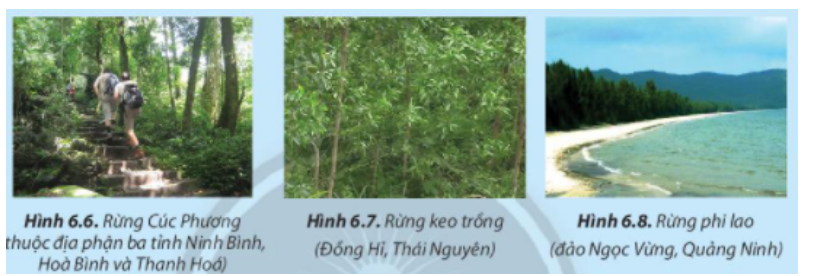 BÀI 6. RỪNG Ở VIỆT NAM1. Vai trò của rừngCâu 1: Em hãy nêu vai trò của rừng đối với môi trường, đời sống và sản xuất trong mỗi trường hợp được minh họa ở Hình 6.1.Đáp án chuẩn:- Hình 6.1a: Đóng vai trò trong việc cung cấp khí oxy và hấp thụ khí carbon dioxide, giúp duy trì không khí trong lành và điều hòa khí hậu.- Hình 6.1b: Chức năng chính là chắn gió, ngăn chặn cát di động ven biển và che chở cho vùng đất phía trong đất liền.- Hình 6.1c: Cung cấp nguyên liệu gỗ cho các hoạt động sản xuất.- Hình 6.1d: Rừng giúp ngăn cản và làm giảm tốc độ của dòng chảy nước mưa, bảo vệ độ phì nhiêu của đất và giảm thiểu các hiện tượng xói mòn, sạt lở đất, lũ lụt.- Hình 6.1e: Phục vụ cho các hoạt động nghiên cứu khoa học.- Hình 6.1f: Tạo ra môi trường sống lý tưởng cho nhiều loài động vật.Câu 2: Hãy kể tên những ngành sản xuất sử dụng nguyên liệu từ rừngĐáp án chuẩn:Ngành chế biến gỗ; chế biến hương liệu và tinh dầu; cung cấp dược liệu và thuốc; chế biến nhựa để sản xuất keo.2. Một số loại rừng phổ biến ở Việt NamCâu 3: Những loại rừng ở Hình 6.2 được gọi tên theo đặc điểm nào của rừng?Đáp án chuẩn:- Hình 6.2a: Nguồn gốc hình thành- Hình 6.2b: Phân loại theo cây- Hình 6.2c: Phân loại theo điều kiện lập địa.Câu 4: Hãy cho biết tên gọi loại rừng trong Hình 6.3  Đáp án chuẩn:Rừng ngập mặn.Câu 5: Tại địa phương em có những loại rừng nào? Hãy kể tên rừng ở Việt Nam mà em biết.Đáp án chuẩn:Ở địa phương em có : Rừng Quốc gia Cúc Phương - Ninh BìnhMột số loại rừng ở Việt Nam mà em biết : - Rừng U Minh - Cà Mau, Kiên Giang.- Rừng Nam Cát Tiên - Đồng Nai, Bình Phước, Lâm Đồng.- Rừng thông Bản áng - Mộc Châu, Sơn LaCâu 6: Hình 6.4 cho thấy rừng giúp ích cho môi trường và cho đời sống con người như thế nào?Đáp án chuẩn:Hình 6.4a: Phục vụ cho ngành khai thác và sản xuất gỗ.Hình 6.4b: Phục vụ du lịch, bảo vệ di tích lịch sử - văn hóa; nghiên cứu khoa học; bảo tồn nguồn gene sinh vật rừng, rừng nguyên sinh.Hình 6.4c: Bảo vệ nguồn nước, bảo vệ đất, chống xói mòn, chống sa mạc hóa, hạn chế lũ lụt.Luyện tậpCâu 1: Hãy quan sát Hình 6.5 và kể tên những sản phẩm thu được từ rừng phục vụ cho đời sốngĐáp án chuẩn:Hình 6.5a: Bàn gỗ -> Đồ gỗ Hình 6.5b: Giỏ mây tre đan -> Các sản phẩm từ mây tre đan Hình 6.5c: Hương hoa lan -> Các loại tinh dầu chiết suất từ bộ phận của câyHình 6.5d: Mật ong -> Sản phẩm cho thực phẩm có nguồn gốc động vật Câu 2: Hãy cho biết mục đích sử dụng các loại rừng thể hiện ở hình 6.6; 6.7 và 6.8Đáp án chuẩn:Hình 6.6: Rừng Cúc Phương: rừng đặc dụngHình 6.7: Rừng keo trồng: Rừng sản xuấtHình 6.8: Rừng phi lao: Rừng phòng hộVận dụng