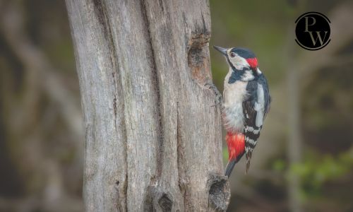 Woodpecker