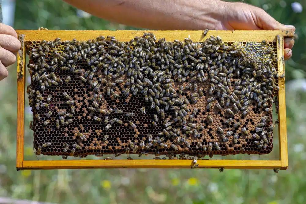 Que doit faire l’apiculteur au printemps ? - APICULTEUR DÉBUTANT