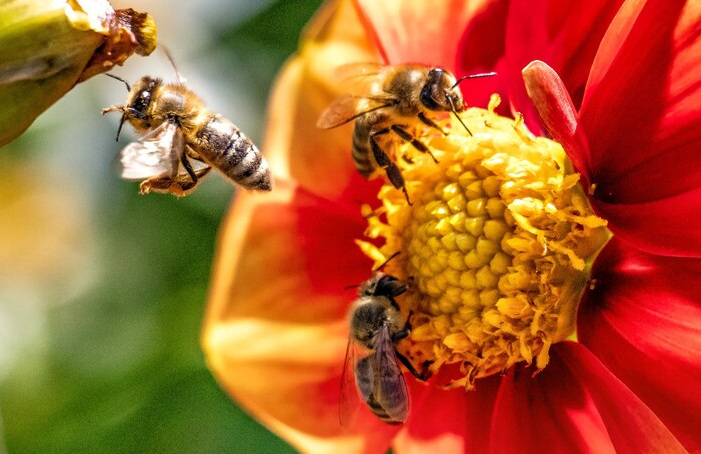 Why are Pollinators Like Honey Bees So Important