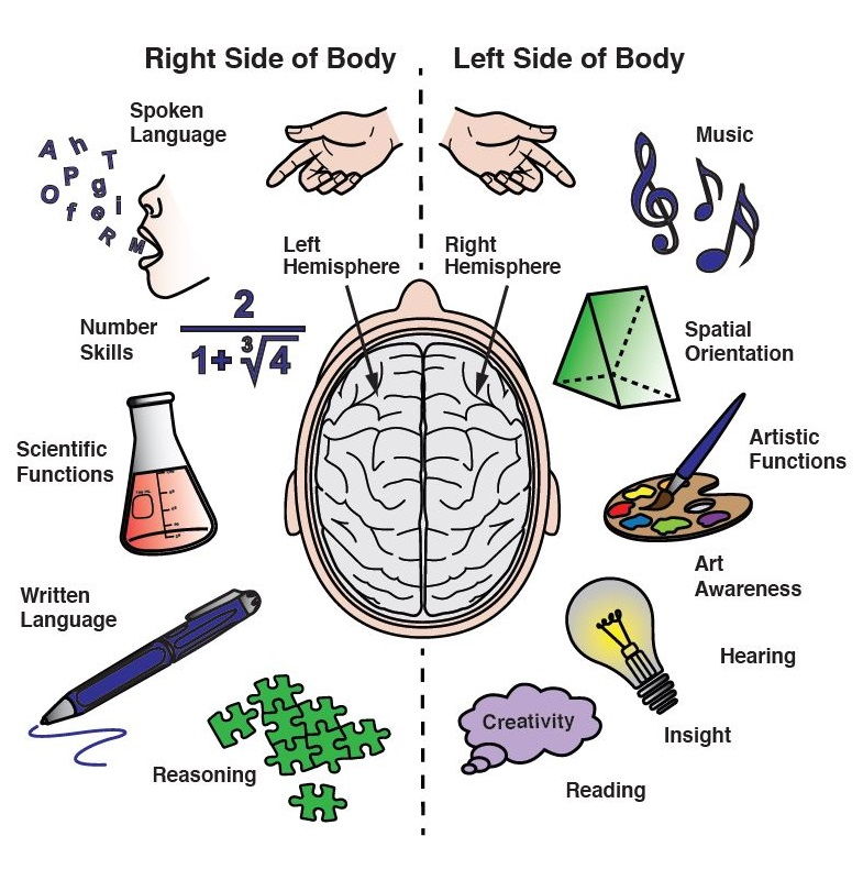 Left brain actually controls the right hand and vice versa