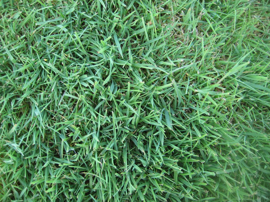 Creeping Bentgrass