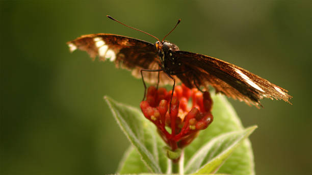 Peppered Moth Game