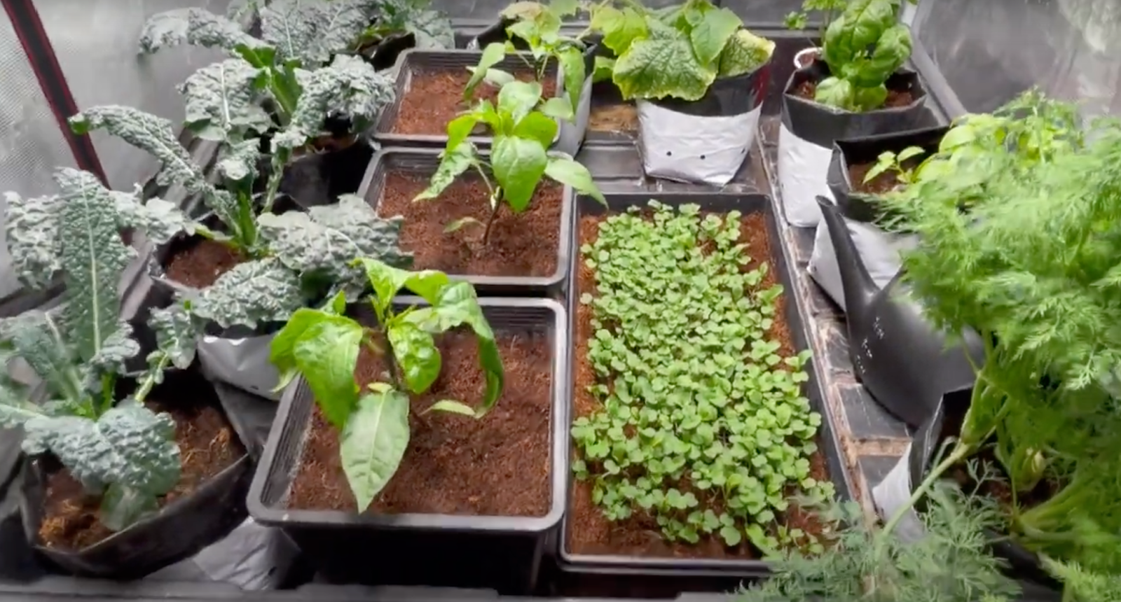 grow your own food at home - plants