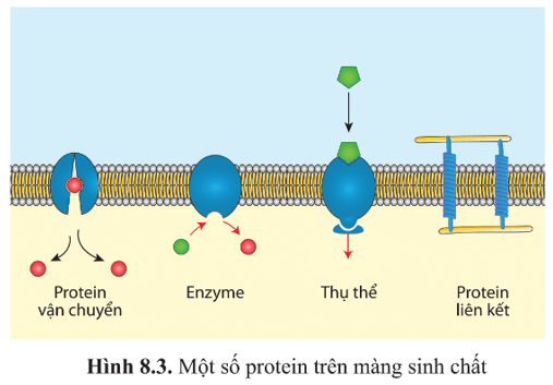 BÀI 8 - CẤU TRÚC TẾ BÀO NHÂN THỰC