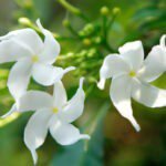 Star Jasmine