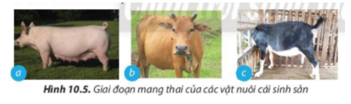 BÀI 10. KĨ THUẬT NUÔI DƯỠNG VÀ CHĂM SÓC VẬT NUÔI1. Vai trò của việc nuôi dưỡng, chăm sóc và phòng, trị bệnh cho vật nuôiCâu 1: Quan sát hình 10.1 và nêu những yếu tố ảnh hưởng đến sự phát triển của vật nuôi.Đáp án chuẩn:- Quá trình chọn con giống- Quá trình nuôi dưỡng- Quá trình chăm sóc- Quá trình phòng và trị bệnhCâu 2: Hãy liệt kê những công việc cần làm để nuôi dưỡng và chăm sóc vật nuôi.Đáp án chuẩn:- Chuẩn bị chuồng trại một cách tốt nhất, chọn nơi đủ mát, đủ ấm, đủ ánh sáng để làm chuồng- Nuôi vật nuôi mẹ tốt để có nhiều sữa chất lượng tốt cho đàn con.- Tiêm thuốc phòng các bệnh theo đúng từng giai đoạn- Cho vật nuôi vận động và tiếp xúc với nhiều ánh sáng.- Giữ vệ sinh, phòng bệnh cho vật nuôi.- Cần phải cho vật nuôi vận động, tắm chải thường xuyên, kiểm tra thể trọng và tinh dịch.Câu 3. Theo em, vì sao tiêm vaccine lại giúp vật nuôi phòng ngừa được bệnh dịch?Đáp án chuẩn:Tiêm vaccine giúp vật nuôi phòng ngừa bệnh dịch bằng cách kích thích hệ thống miễn dịch tạo miễn dịch đặc hiệu chủ động, tăng sức đề kháng và loại bỏ mầm mống vi sinh vật gây bệnh.2. Chăn nuôi vật nuôi2.1 Chăn nuôi vật nuôi nona. Một số đặc điểm sinh lí cơ thể của vật nuôi nonCâu 4: Hãy nêu các đặc điểm cơ thể của vật nuôi non mà biết trong từng trường hợp được minh họa ở hình 10.2Đáp án chuẩn:- Hình 10.2a: Lợn con: Bộ máy tiêu hóa của lợn con phát triển nhanh nhưng chưa hoàn thiện về chức năng, khả năng tiêu hóa của lợn con rất hạn chế.- Hình 10.2b: Gà con: thân nhiệt chưa ổn định, khả năng điều tiết thân nhiệt kém. - Hình 10.2c: Bê (Bò con): sức đề kháng còn yếu, hệ tiêu hóa chưa hoàn chỉnh. Câu 5: Đặc điểm cơ thể ảnh hưởng đến quá trình sinh trưởng của vật nuôi non như thế nào?Đáp án chuẩn:- Sự điều tiết thân nhiệt chưa hoàn chỉnh: Cần giữ ấm để tránh cơ thể yếu và chậm phát triển.- Chức năng tiêu hóa chưa hoàn chỉnh: Cần chọn thức ăn dễ tiêu hóa cho con non.- Hệ miễn dịch chưa phát triển, sức đề kháng kém: Con non dễ mắc bệnh hơn vật nuôi trưởng thành.b. Nuôi dưỡng, chăm sóc vật nuôi conCâu 6: Nêu tác dụng của các công việc nuôi dưỡng và chăm sóc vật nuôi non được minh họa trong mỗi trường hợp ở Hình 10.3Đáp án chuẩn:- Hình 10.3a: Sưởi ấm để tránh nhiễm lạnh và bệnh về hô hấp, tiêu hóa cho vật nuôi non.- Hình 10.3b: Cho bú sữa đầu đủ dinh dưỡng và kháng thể để cơ thể vật nuôi non chống lại bệnh tật.- Hình 10.3c: Tập cho ăn sớm để cung cấp dinh dưỡng và phát triển hệ tiêu hóa cho vật nuôi non.- Hình 10.3d: Vận động và tiếp xúc với nắng sớm để cơ thể vật nuôi non khỏe mạnh và trao đổi chất tốt.- Hình 10.3e: Giữ chuồng sạch, khô ráo; tiêm vaccine phòng bệnh và đảm bảo vệ sinh cho vật nuôi non.- Hình 10.3f: Theo dõi thường xuyên, phát hiện và điều trị bệnh kịp thời; cách li vật nuôi non nếu nhiễm bệnh để ngăn chặn lây lan.2.2. Chăn nuôi vật nuôi đực giốnga. Yêu cầu đối với vật nuôi đực giốngCâu 7: Vật nuôi đực giống có vai trò gì trong sự phát triển của đàn?Đáp án chuẩn:Nhằm đạt khả năng phối giống cao và cho con giống tốt cho vật nuôi đời sau Câu 8: Các vật nuôi đực giống trong Hình 10.4 có đặc điểm cơ thể như thế nào?Đáp án chuẩn:- Hình 10.4a: Hình thể chắc khỏe, thân dài, lưng thẳng, tai to và u vai phát triển.- Hình 10.4b: Thân lông màu trắng tuyền, đầu nhỏ, tai to dài rủ xuống, mõm thẳng.- Hình 10.4c: Ngoại hình to, khỏe, lượng sữa dê khá. Con dê đực có đầu ngắn và rộng, tai to cân đối, cổ to, ngực nở, bốn chân cứng cáp, khả năng phối giống tốt.b. Nuôi dưỡng, chăm sóc vật nuôi đực giống2.3. Chăn nuôi vật nuôi cái sinh sảna. Yêu cầu đối với vật nuôi cái sinh sảnCâu 9: Cơ thể vật nuôi thay đổi như thế nào khi mang thai (Hình 10.5)?Đáp án chuẩn:- Hình 10.5a: Lợn cái mang thai: Tựa vú to lớn, bụng phát triển, không có biểu hiện động dục lại sau 21 ngày kể từ phối.- Hình 10.5b: Bò cái mang thai: Bầu vú căng, sần khi chạm, núm vú nhỏ gọn, sữa non đục trắng khi nặn thử.- Hình 10.5c: Dê cái sau lên giống: Theo dõi chu kỳ động dục tiếp theo sau 21 ngày, nếu không có biểu hiện động dục, có thể dê đã mang thai. Dê tăng cân, lông mềm, không để quá béo.Câu 10: Hãy nêu nhiệm vụ của các vật nuôi cái sinh sản ở giai đoạn nuôi con  (Hình 10.6).Đáp án chuẩn:- Hình 10.6a: Giữ ấm cho lợn con, cho lợn con bú- Hình 10.6b: Cho bê con bú sữa đầu, hướng dẫn con một số kỹ năng sống, tách bê con khỏi mẹ để rèn luyện khả năng tự lập.- Hình 10.6c: Cho dê con bú sữa đầu, tách dê con khỏi mẹ để rèn luyện khả năng tự lập.Câu 11: Chăm sóc vật nuôi cái sinh sản có tác động thế nào đến đàn vật nuôi con?Đáp án chuẩn:Ảnh hưởng đến sức khỏe cúa mẹ và con non trong bụng và chất lượng của đàn vật nuôi con.Câu 12: Theo em, cần làm gì để phòng và điều trị bệnh thông thường do kí sinh trùng như giun, sán, ve... gây ra cho vật nuôi?Đáp án chuẩn:- Vệ sinh chuồng nuôi sạch sẽ, đảm bảo khô ráo và thoáng mát.- Tiêm vaccine định kỳ cho vật nuôi.- Theo dõi và chăm sóc thường xuyên để phát hiện và điều trị bệnh kịp thời.3. Vệ sinh trong chăn nuôi3.1. Vệ sinh môi trường sống của vật nuôiCâu 13: Hãy quan sát hình 10.7 và nêu những yếu tố ảnh hưởng đến vệ sinh môi trường sống của vật nuôi.Đáp án chuẩn:- Nhiệt độ, độ ẩm, ánh sáng, không khí chuồng trại- Hướng chuồng, kiểu chuồng, xử lí chất thải, vị trí chuồng- Thức ăn và nước uống.Câu 14: Chất thải và rác thải trong chăn nuôi ảnh hưởng đến môi trường và sức khỏe của con người như thế nào?Đáp án chuẩn:- Gây ô nhiễm môi trường và là môi trường sinh sống của nhiều loại côn trùng gây nguy hiểm như ruồi, muỗi, gián và các mầm mống bệnh lý.- Ảnh hưởng trực tiếp đến sức khỏe con người, làm giảm sức đề kháng và tăng nguy cơ mắc bệnh. - Sản phẩm thịt và các sản phẩm từ vật nuôi không đảm bảo an toàn vệ sinh tuyệt đối.Luyện tậpCâu 1. Vì sao chăm sóc, phòng và trị bệnh cho vật nuôi lại ảnh hưởng đến năng suất, chất lượng sản phẩm chăn nuôi?Đáp án chuẩn:Chăm sóc, phòng và điều trị bệnh kém có thể làm giảm sức đề kháng và sức khỏe của vật nuôi, gây ảnh hưởng đến năng suất và chất lượng sản phẩm chăn nuôi. Câu 2. Trình bày biện pháp nuôi dưỡng, chăm sóc cho các vật nuôi được minh họa trong Hình 10.8Đáp án chuẩn:Hình 10.8a: Cho vật nuôi con vận động để tăng cường sức khỏe, tiếp xúc nhiều với nắng sớm để cơ thể khỏe mạnh và trao đổi chất tốt.Hình 10.8b: Giữ vệ sinh chuồng sạch sẽ, khô ráo tạo điều kiện tốt nhất cho vật nuôi sinh hoạtHình 10.8c: Cho bú sữa đầu có đủ chất dinh dưỡng, nhiều kháng thể giúp cho cơ thể vật nuôi non chống lại bệnh tật.Câu 3. Cách chăm sóc vật nuôi đực giống khác với vật nuôi cái sinh sản như thế nào?Đáp án chuẩn:- Chăm sóc và nuôi dưỡng vật nuôi cái trong giai đoạn mang thai và nuôi con quyết định đến chất lượng đàn con.- Chăm sóc đúng cách vật nuôi đực giống để tăng khả năng giao phối và cải thiện chất lượng đàn con.Vận dụng