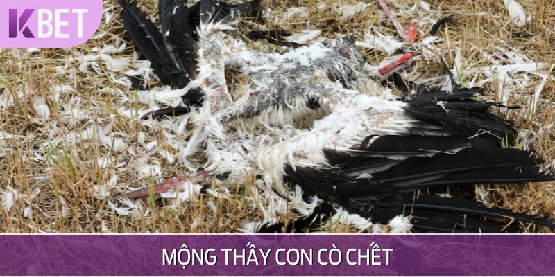 ảnh con còn ch/ết